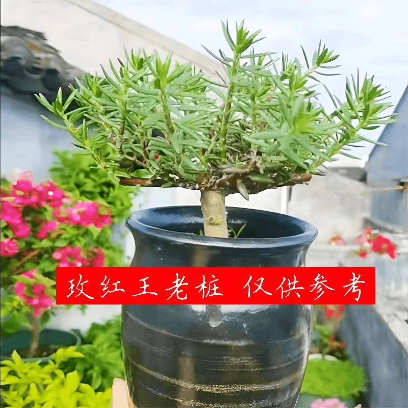 宿根牡丹玫红王重瓣太阳花老桩盆栽花多年生四季开花