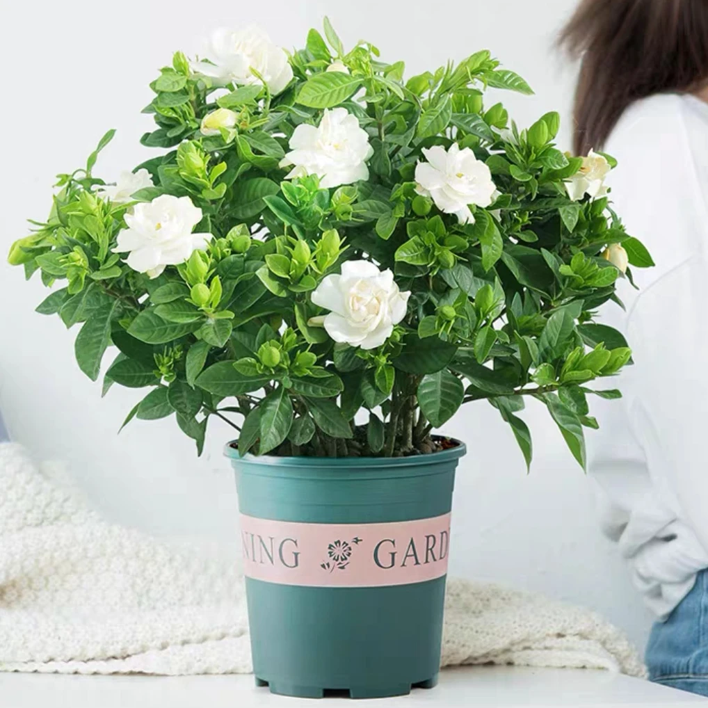 Y浓香型栀子花盆栽花卉植物室内花苞阳台水培绿植浓香型四季好养