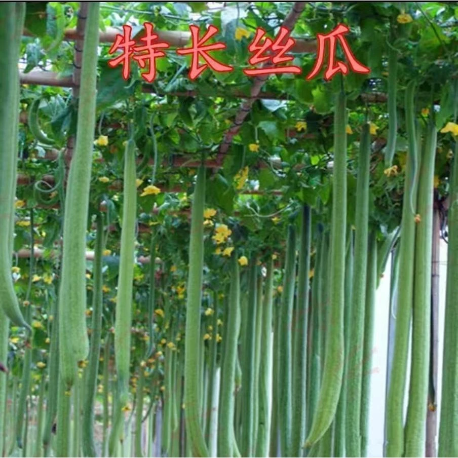 特长丝瓜种子高产早熟蛇形丝瓜种子小院蔬菜可盆栽丝瓜肉丝瓜种籽