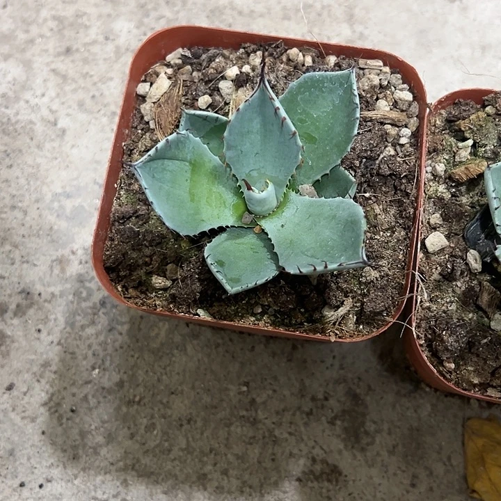 红陶20CM（含）-50CM（不含）天****7