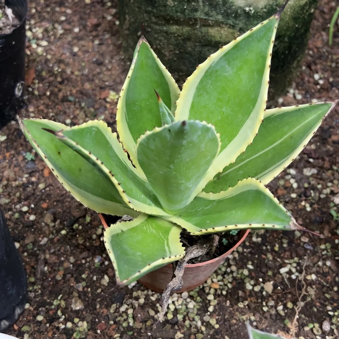 红陶20CM（含）-50CM（不含）