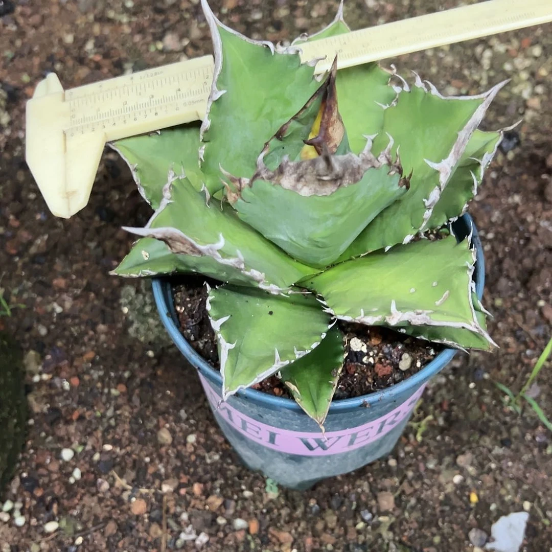 红陶20CM（含）-50CM（不含）