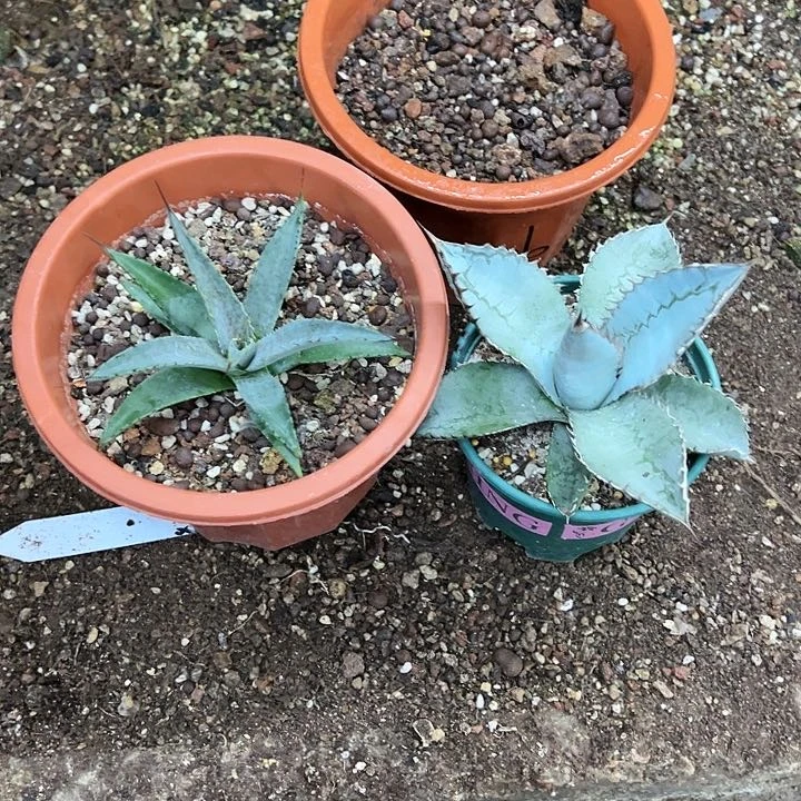 红陶20CM（含）-50CM（不含）g****7