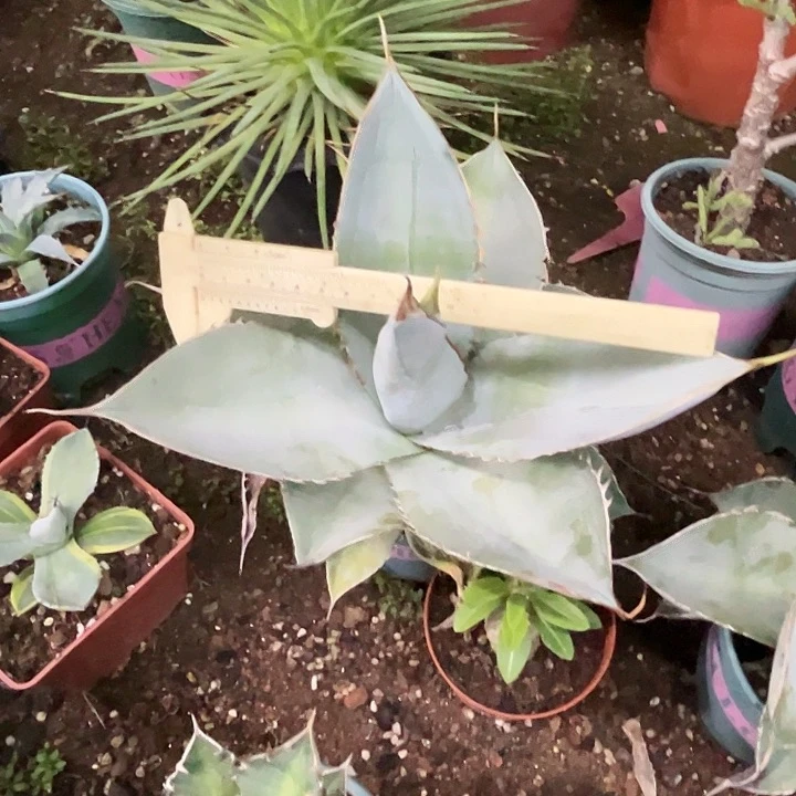 红陶20CM(含)-50CM(不含)