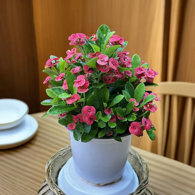 铁海棠-多年生微盆景微景观四季开花养护简单原盆夏季降温低温