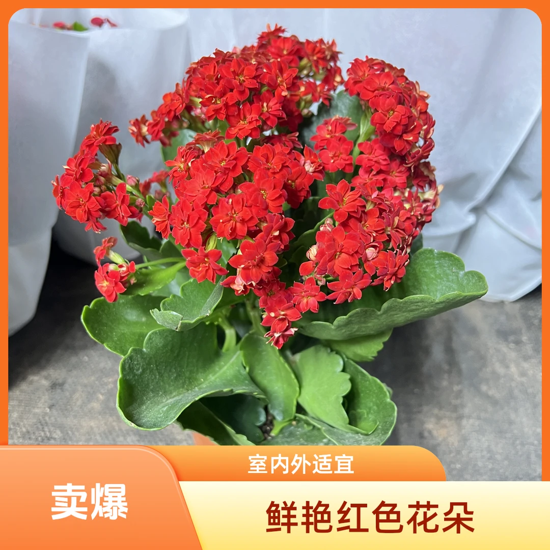 长寿花盆栽重瓣花大花带花苞金狐狸花卉植物室内花四季开花好养活