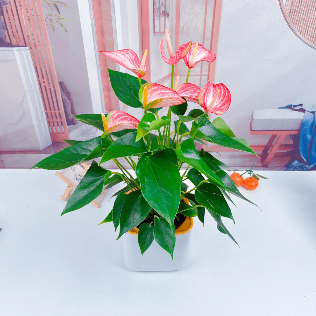 新款彩掌齐祖婉尼拉莉莉红掌黄掌利维姆粉皇冠茱莉花卉（4-8朵花