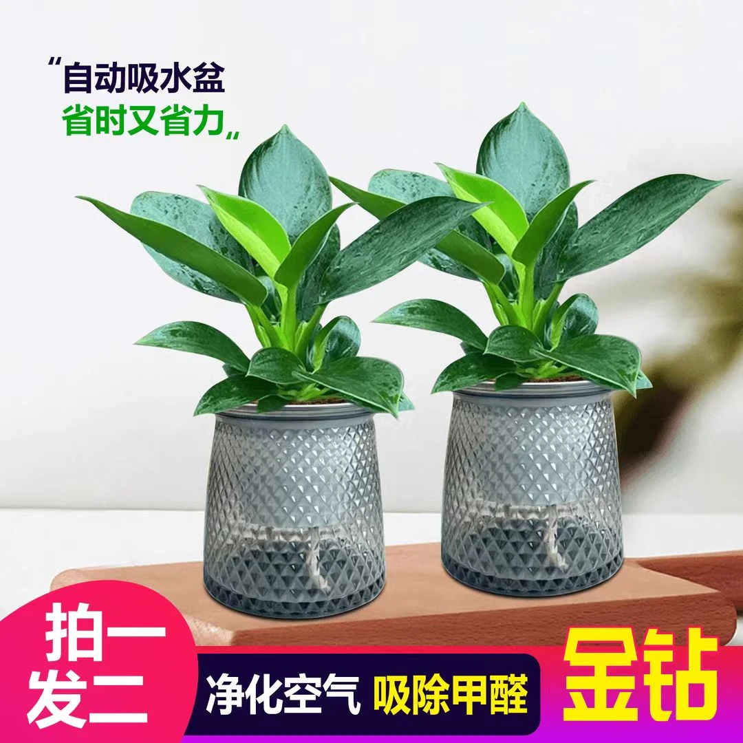 【买一盆送一盆】大叶金钻绿公主室内绿植盆栽办公室四季常青水培