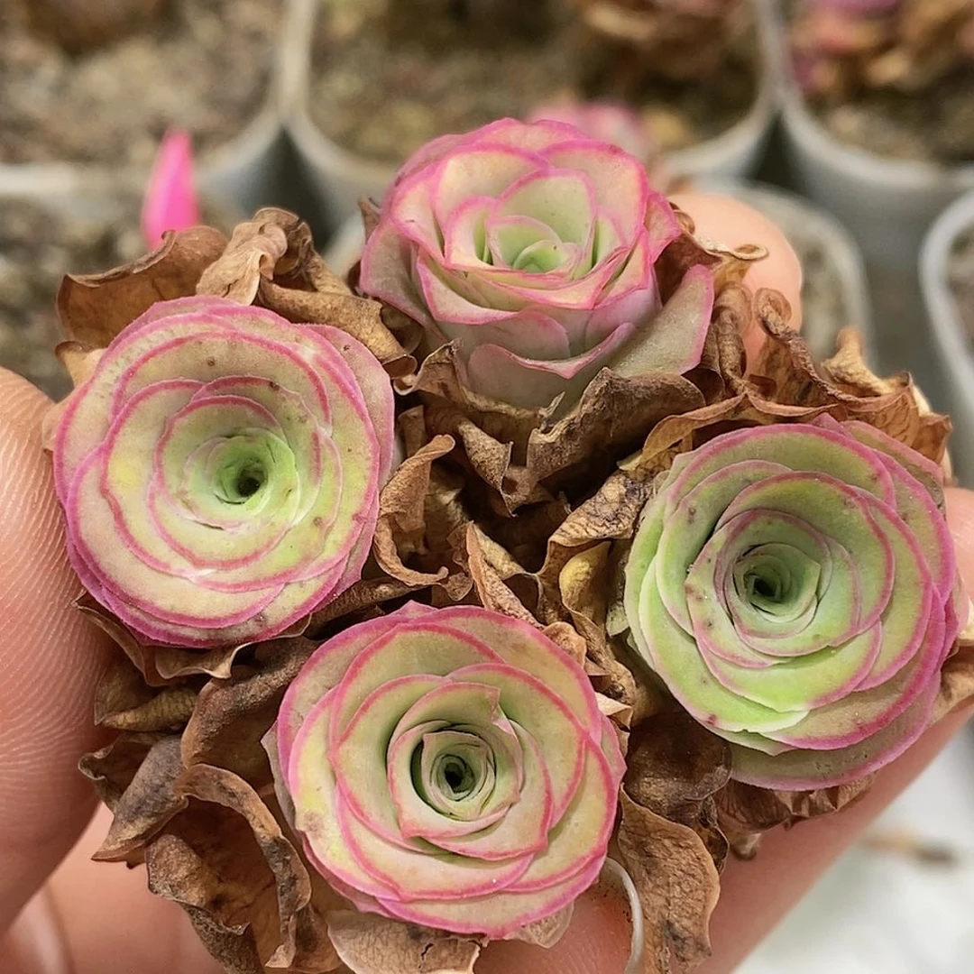 边线款一组t008