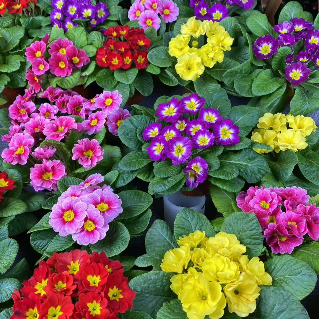 【报春花】懒人盆栽报春花玫瑰报春冬季耐寒客厅年宵花