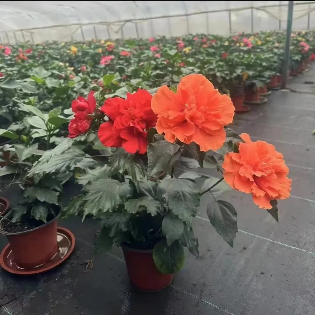 【特级货】丹麦木槿花卉观花植物四季开花带花发货重瓣花苗