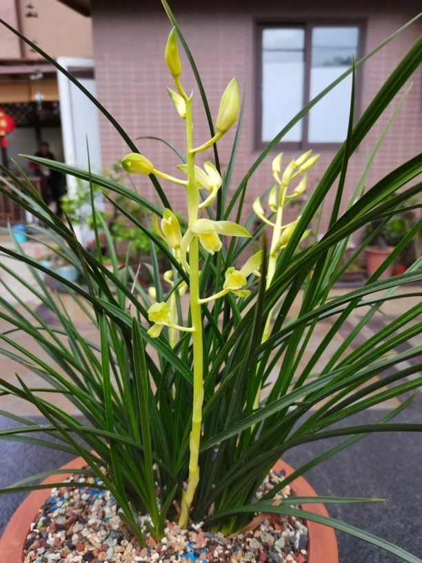 奇蕙兰苑自然种植兰花直播间一物一拍