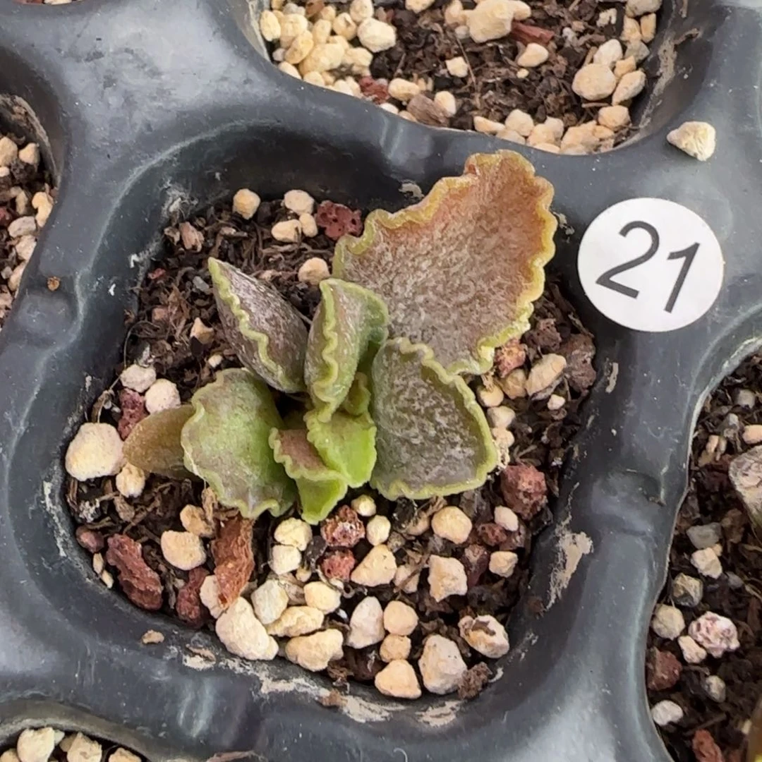 大波浪水泡多肉植物21