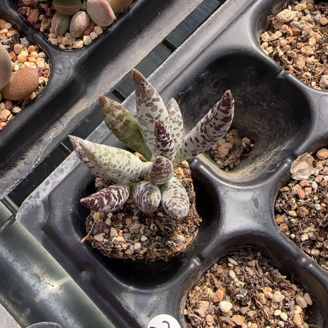 A***姝黑露水泡多肉植物23