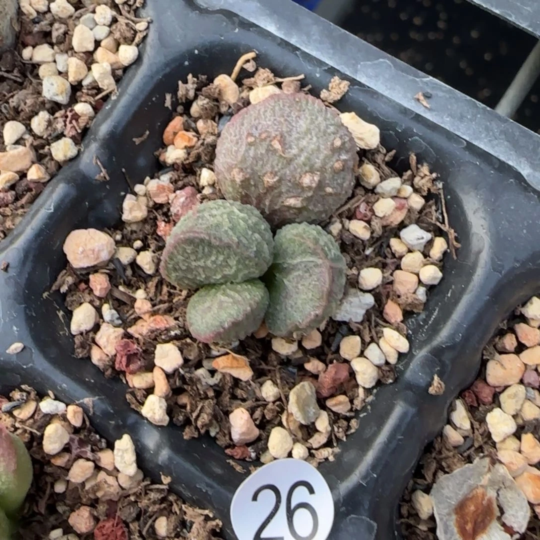 ?****?哈默绿猪肝水泡多肉26