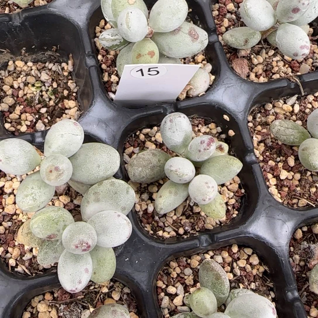 恐龙蛋小桩水泡随机发挑好的28包邮非偏远