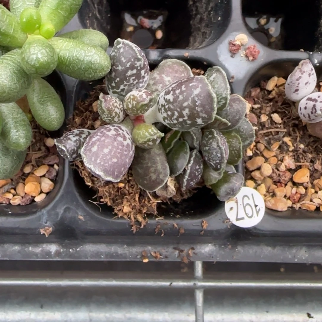 ?*月紫海豹水泡多肉植物197