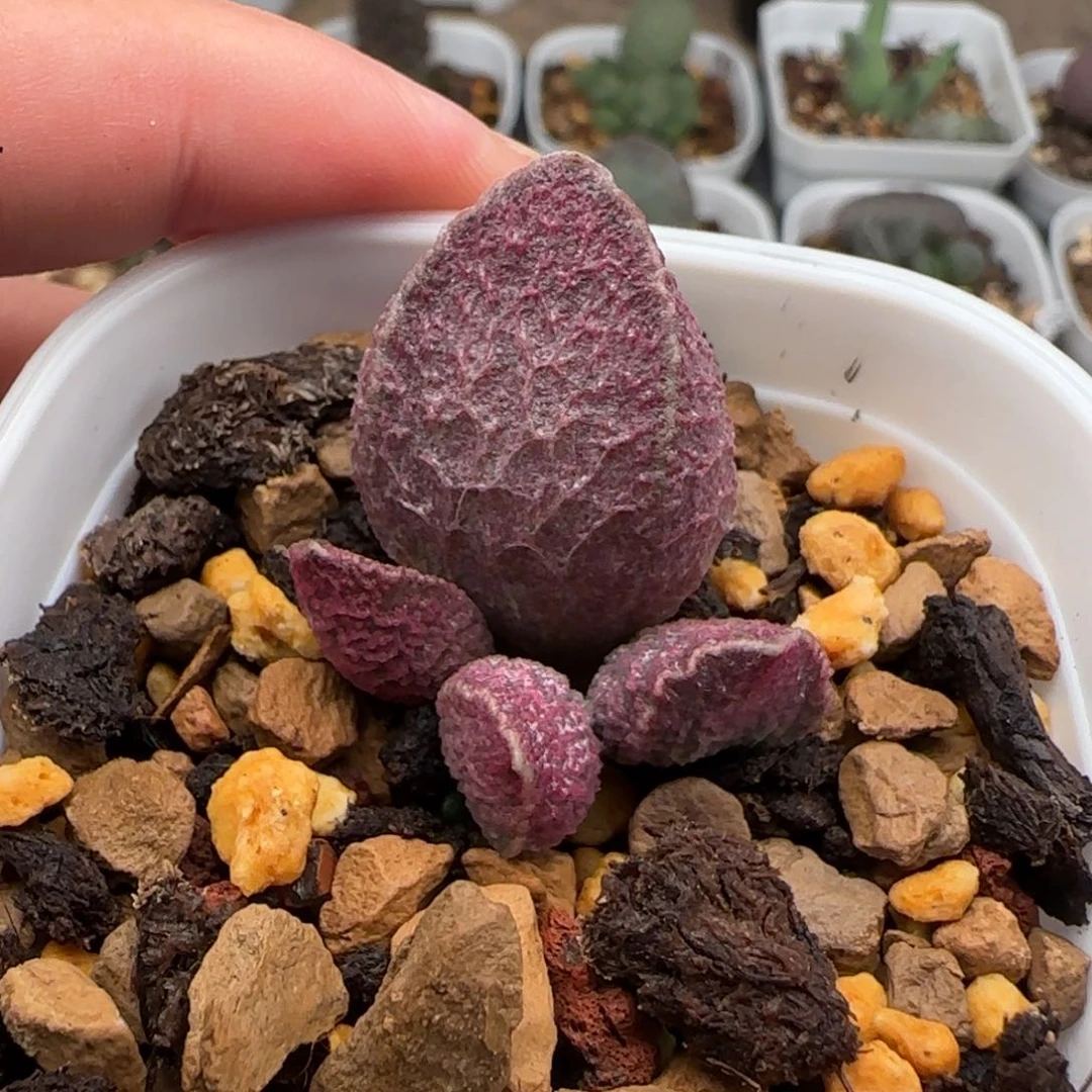 可**妈哈默猪肝多肉水泡99