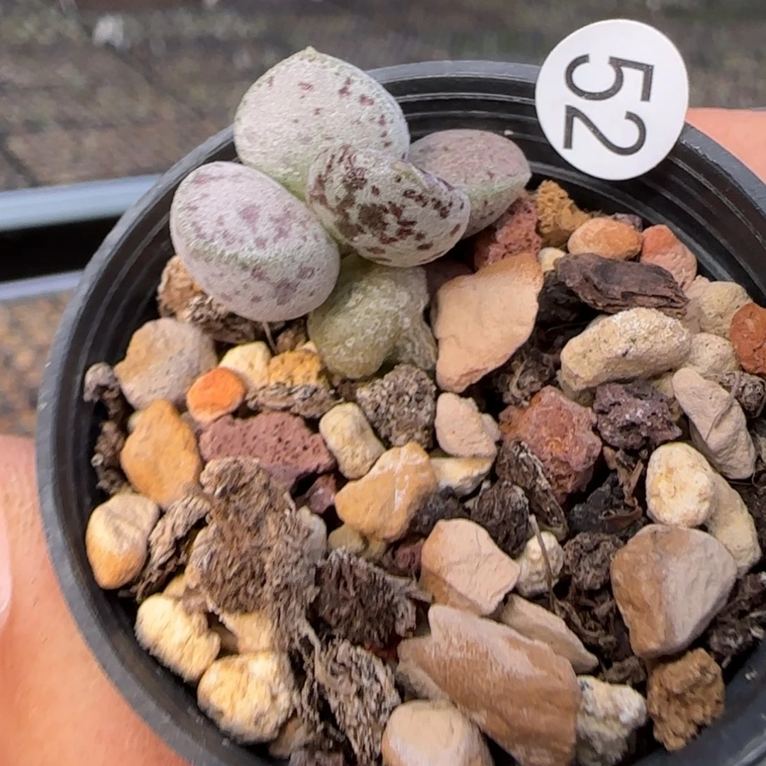 蛇皮多肉植物水泡52