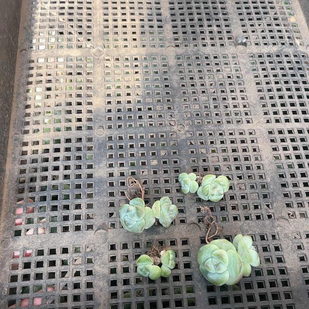 小*汤703四颗珍妮心冰玉-/