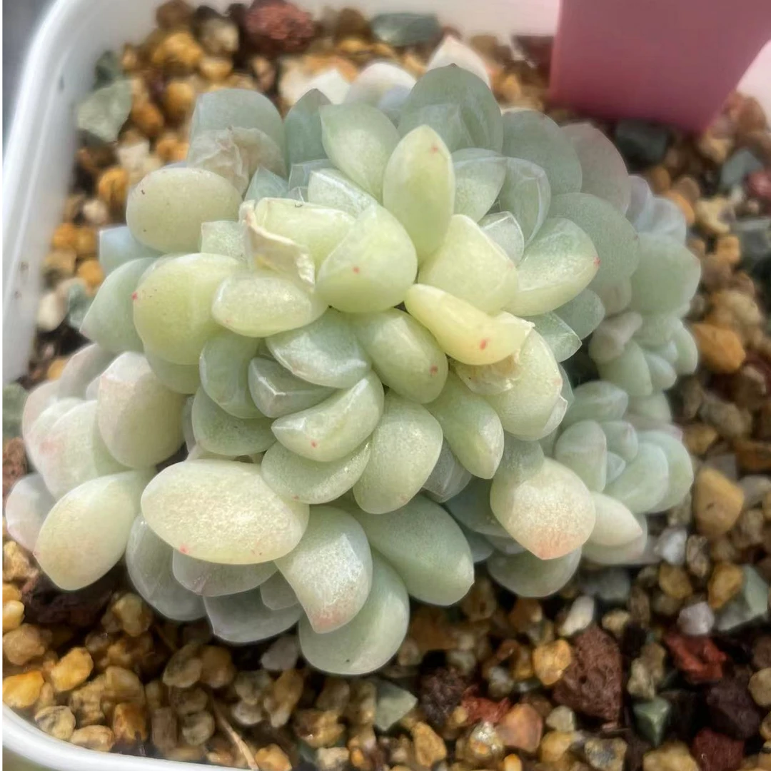 【三口冰玉】直播间专属链接