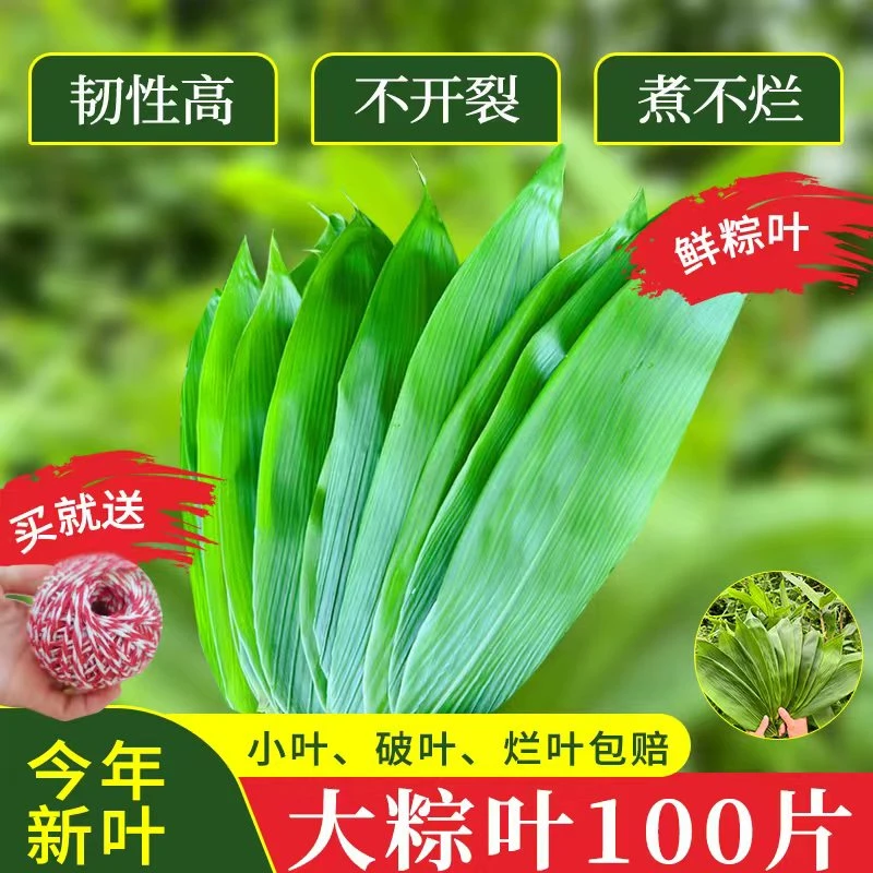 新鲜粽叶100片特大号鲜箬叶真空包装50片200片包粽子用的叶子