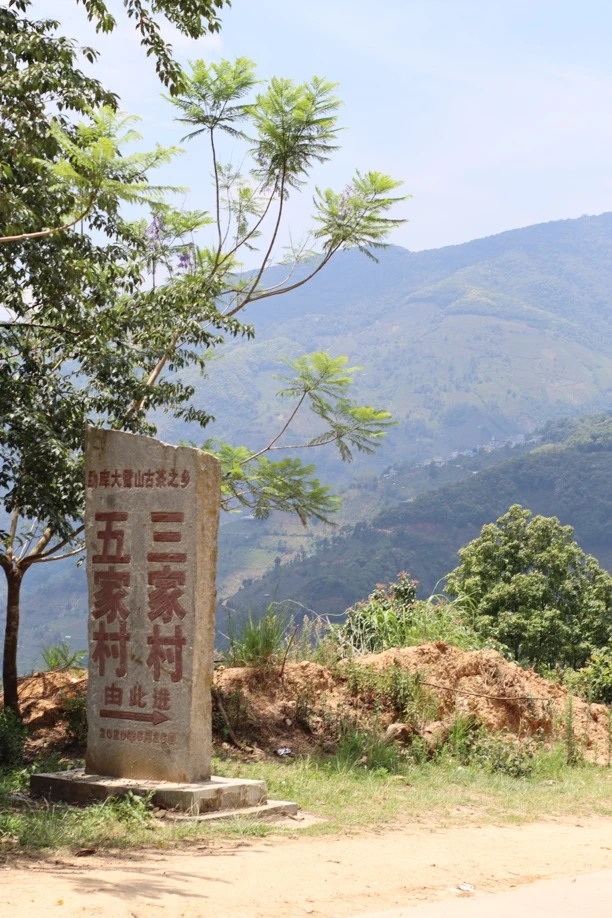 不同年大雪山五家村头春古树试喝