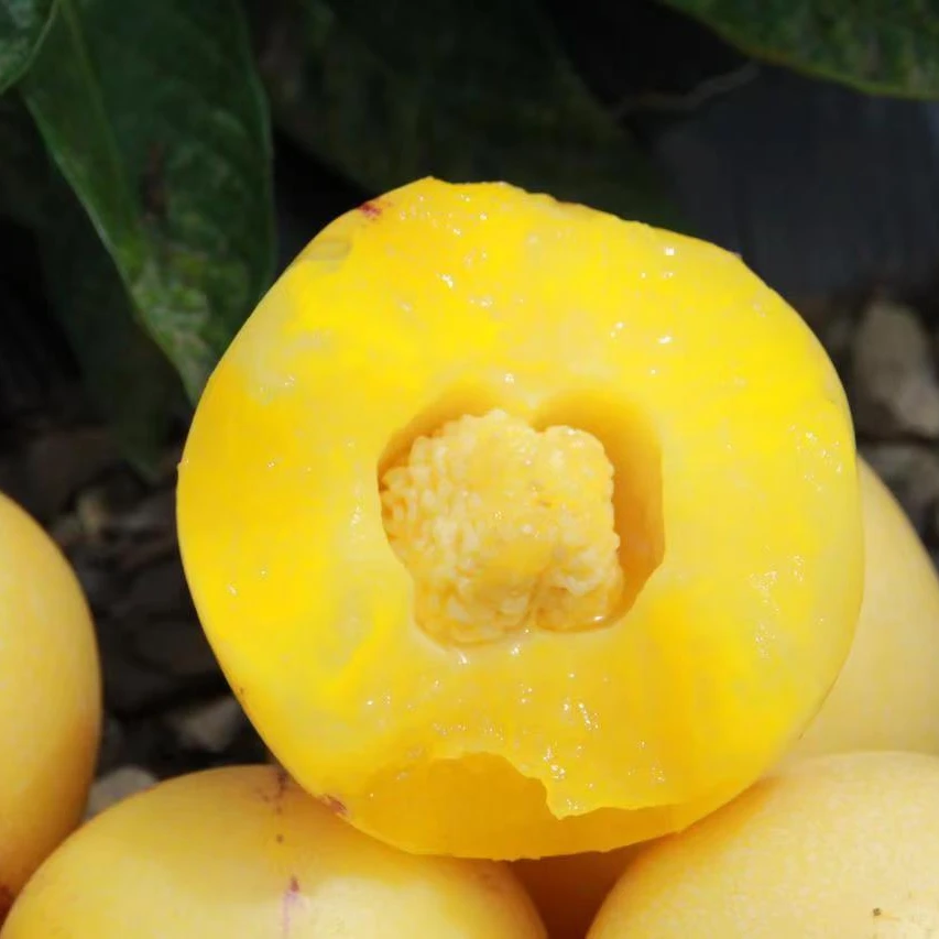 【树上熟】云南石林人参果黄肉当季水果新鲜采摘 味甜多汁4斤礼盒装