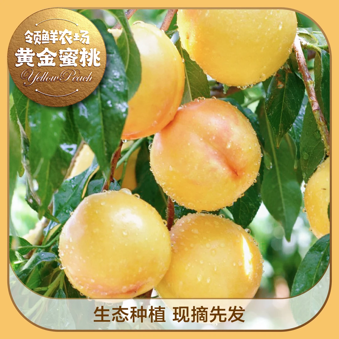 「顺丰包邮」山地黄金蜜桃 芒果桃香甜爆汁 黄油桃表皮无毛现摘现发
