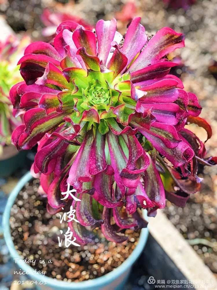 鲜花速递/花卉仿真/绿植园艺 > 花卉/绿植盆栽 > 多肉植物