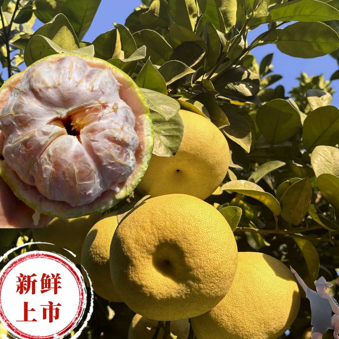 精选无孔果】正宗福建度尾红心文旦柚新鲜当季孕妇水果水分充足