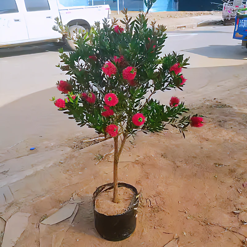 【带花苞1物1拍】多花红千层树苗金宝树红千层串钱柳毛绒花庭院盆栽