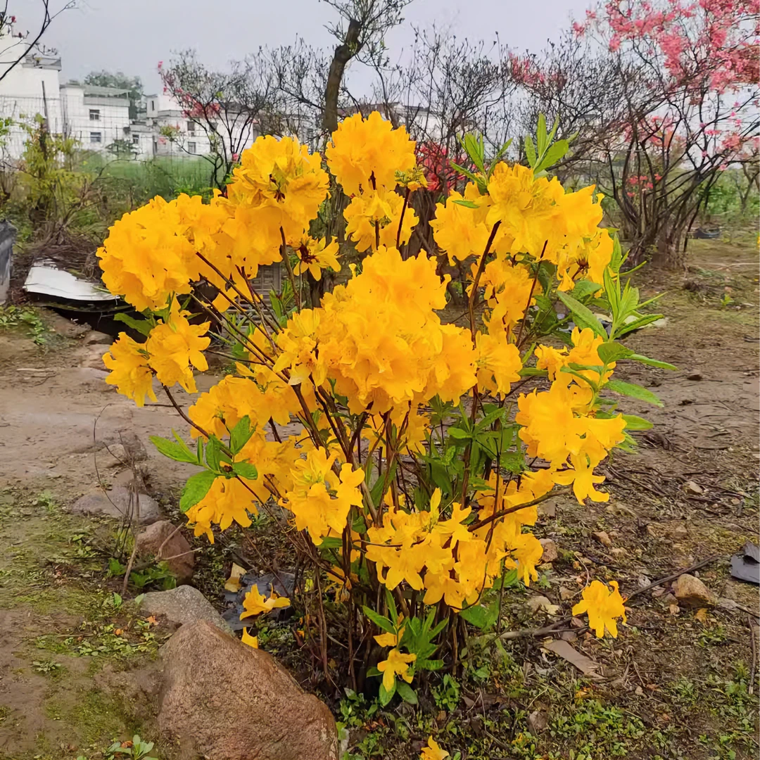 黄色映山红杜鹃花苗盆栽盆景黄杜鹃山杜鹃映山黄色室内外花卉植物