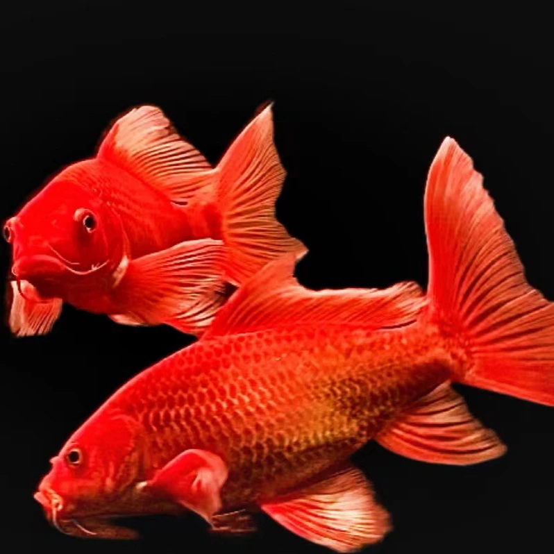 贵妃蝴蝶鲤红色球体蝴蝶鲤大鳍大尾冷水耐活观赏鱼锦鲤