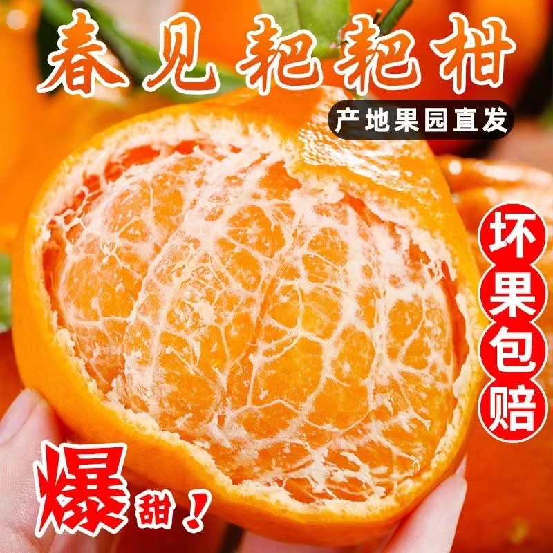 (保温箱发货)四川眉山春见耙耙柑8斤当季新鲜柑橘水果现采摘现发
