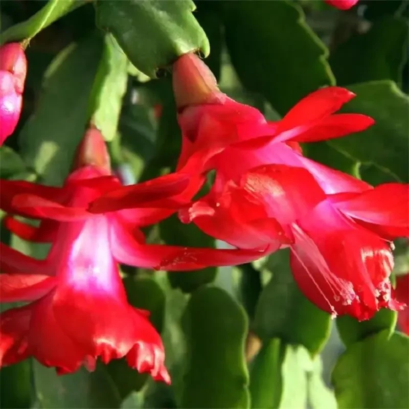 蟹爪兰盆栽带花苞花卉植物室内绿植好养活四季开花苗螃蟹抓莲