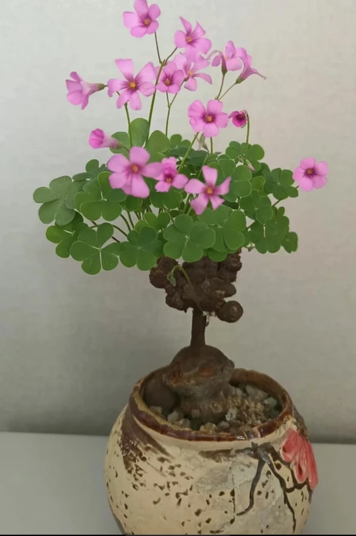 幸运草 红花酢浆草 老桩 微型小老桩《直播选货私拍随机发》