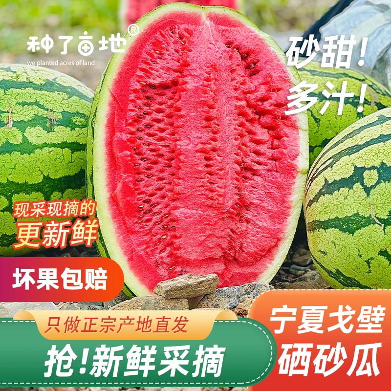z【京东/EMS】宁夏沙漠石头硒砂瓜新鲜农家成熟自然多汁采摘种植