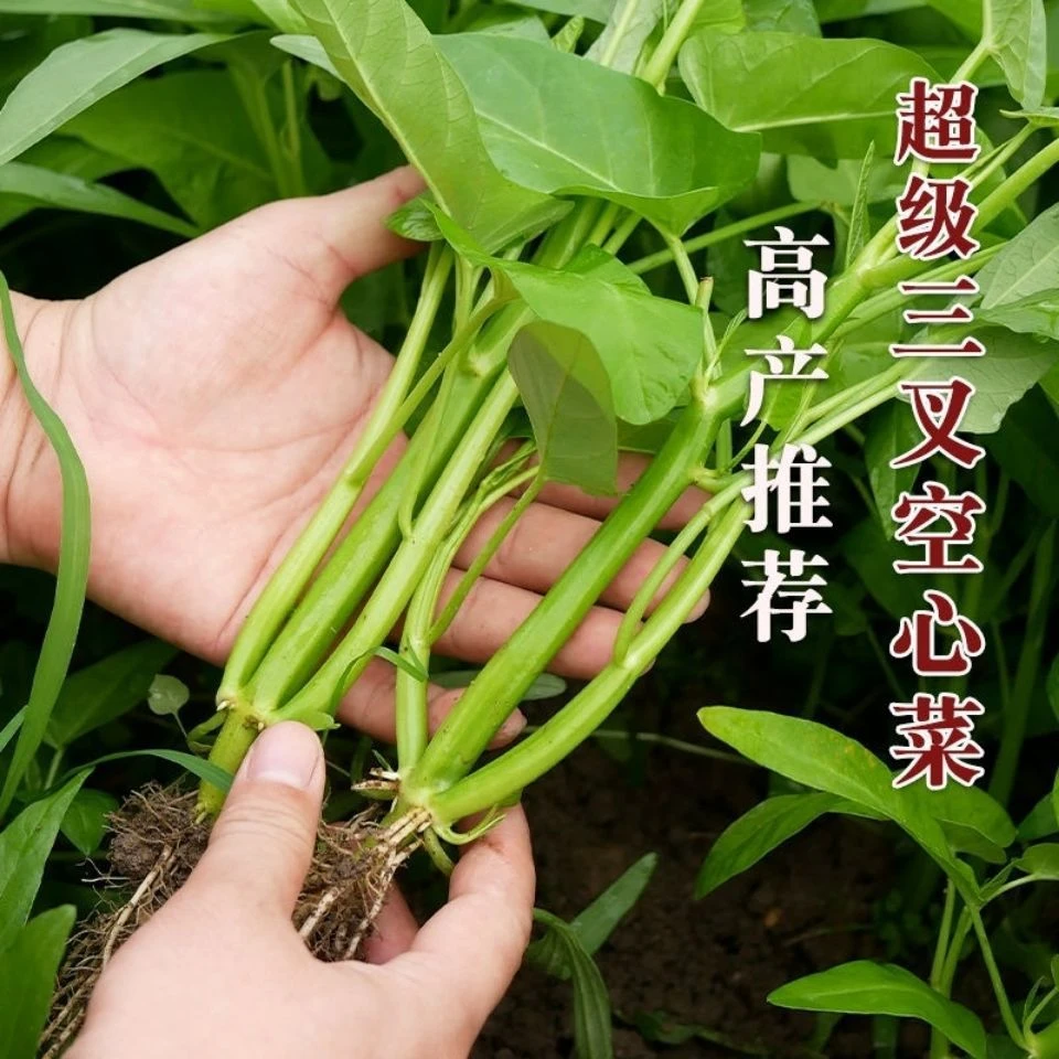 大叶三叉空心菜种籽农家庭院四季脆嫩通菜适应广可多次采收