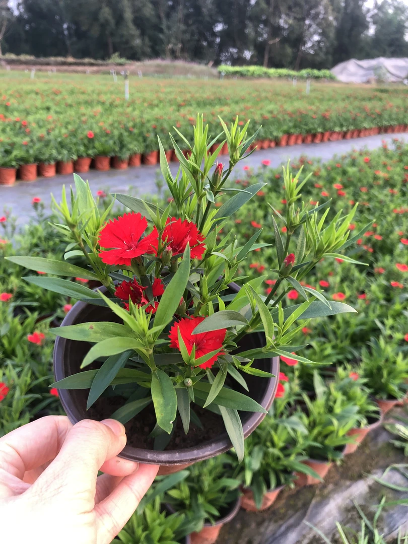 石竹花盆栽五彩石竹带花苞耐寒别墅庭院花卉年宵四季开花易活植物