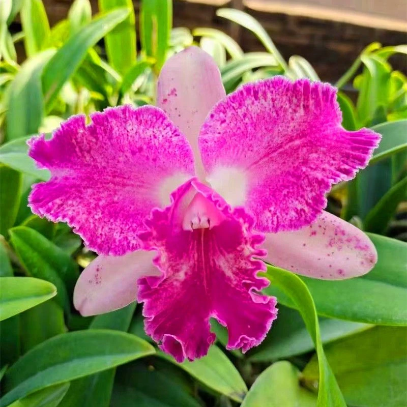 卡特兰花洋兰盆栽蝴蝶兰君子兰阳台梦香兰花卉绿植净化空气好养