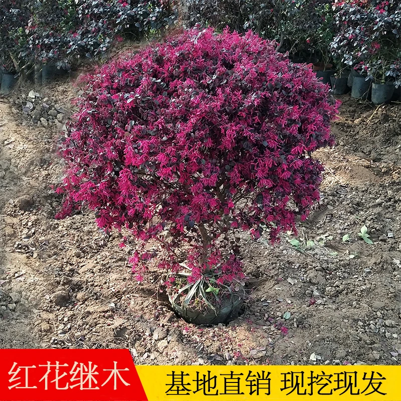 红花继木球造型树老桩红继木大苗盆景苗红花檵木小苗红叶植物树苗