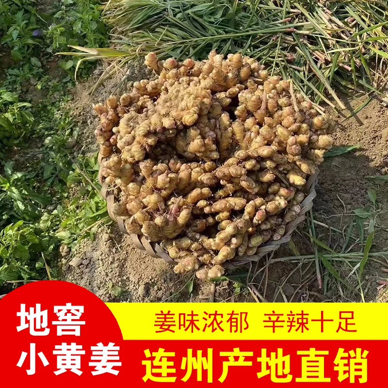 粤山幺妹地窖小黄姜农家老姜连州自种小黄姜2斤~10斤