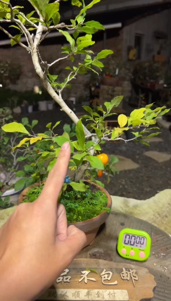 【闪购商品】植物未知