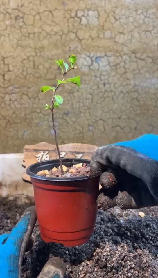 【闪购商品】植物大鹏