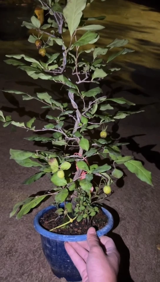 【闪购商品】植物盲盒