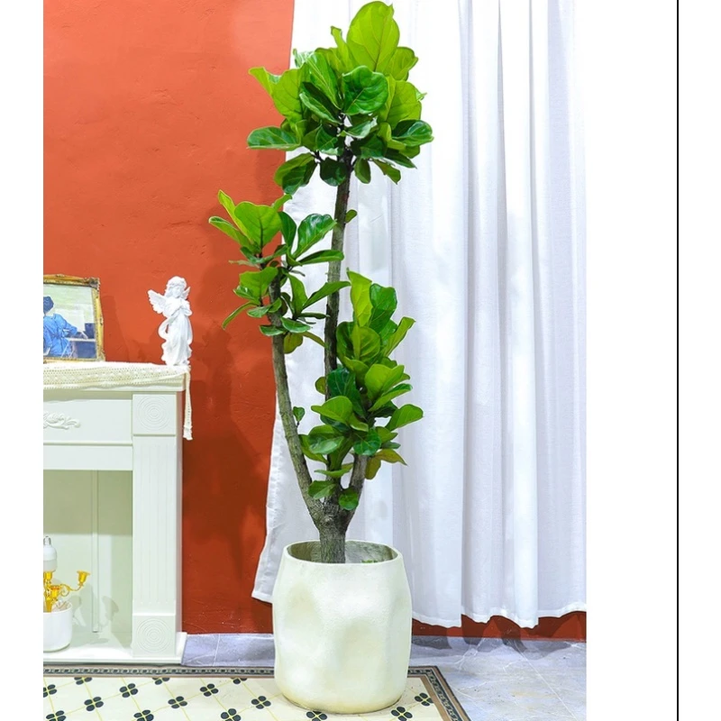 老桩琴叶榕室内大型鲜活绿植北欧风老桩易养净化空气网红植物绿植