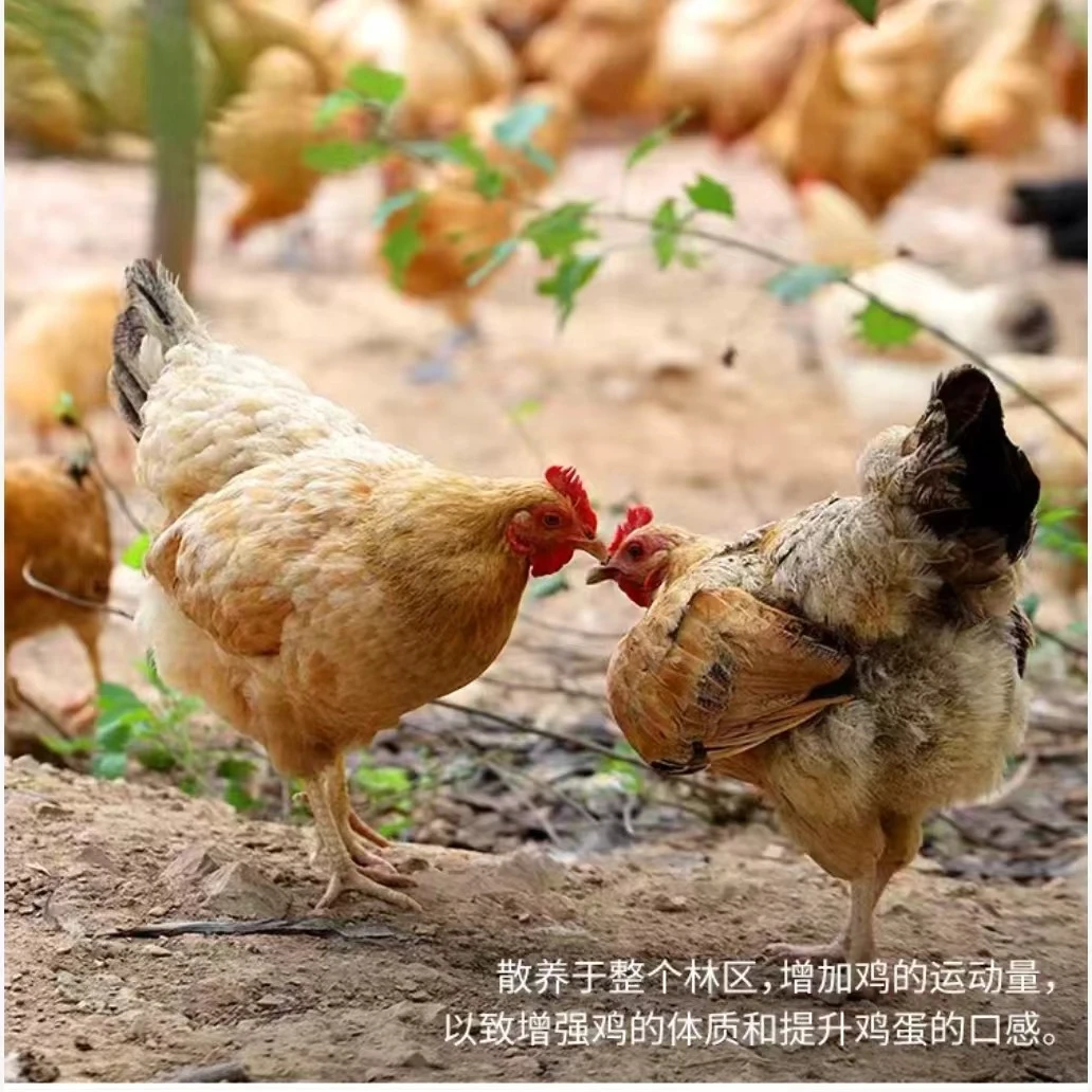 恩施 散养老母鸡 顺丰包邮