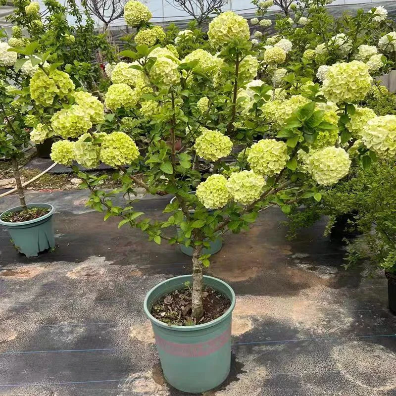 中华木绣球树苗木秀斗球苗庭院别墅闹含盆栽风景树大花绣球花树苗