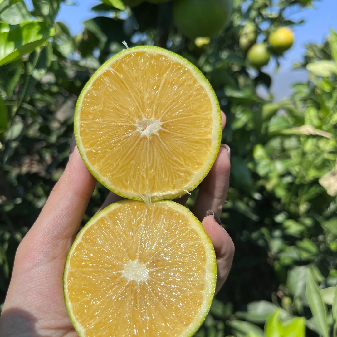 云南哀牢山冰糖橙